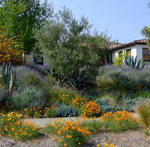 Lavender Hills Garden